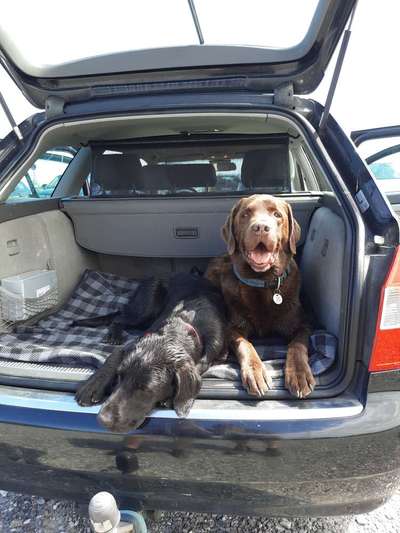 36. Handy Foto Challenge - Sonnenanbeter-Beitrag-Bild