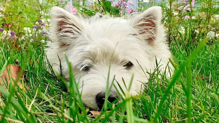 Die Dogorama Kalender Challenge Titelbild-Beitrag-Bild