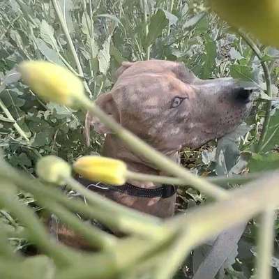 Hundetreffen-Neue Fellnasen treffen wäre toll-Bild