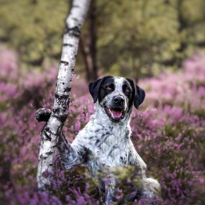 Hundetreffen-Kostenlose Shootings mit euren Vierbeinern-Bild