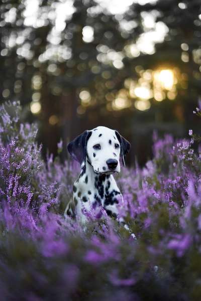 Hundetreffen-Welpentreffen-Bild