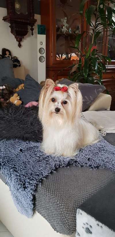 Yorkshire Terrier-Beitrag-Bild