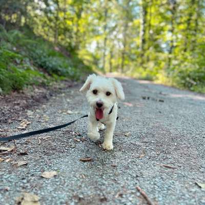 Hundetreffen-Neue Bekanntschaften😊-Bild