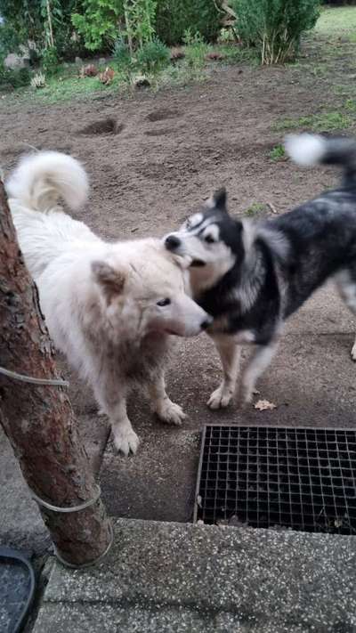 Dogorama Photo Challenge - Einmal lächeln bitte-Beitrag-Bild