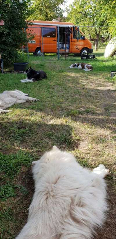 FOTOCHALLENGE 70 - Dein Hund im Auto-Beitrag-Bild