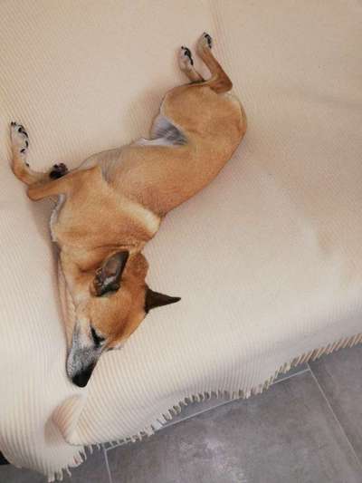 Die Dogorama Wochen Challenge-Beitrag-Bild