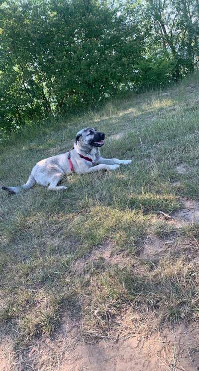 Kangal Fans ! ! ! !-Beitrag-Bild