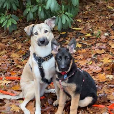 Hundetreffen-Suchen hundekumpels-Bild