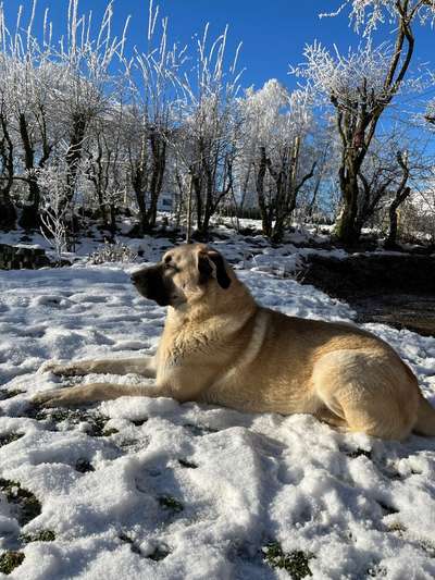Kangal Fans ! ! ! !-Beitrag-Bild