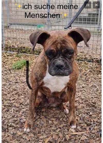 Deutsche Boxer-Beitrag-Bild