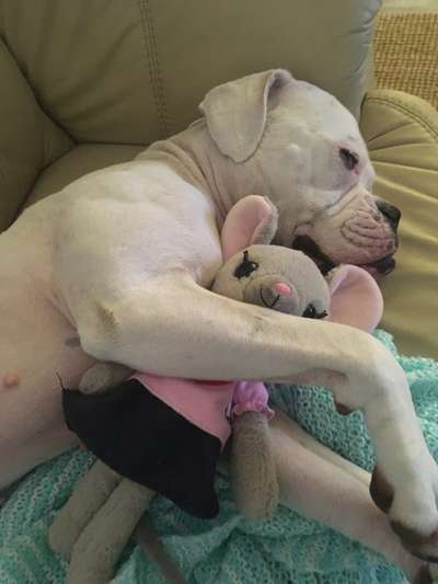 Deutsche Boxer-Beitrag-Bild