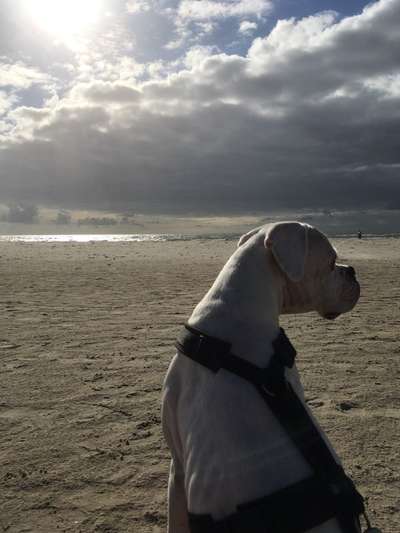 Deutsche Boxer-Beitrag-Bild