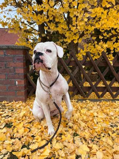 Deutsche Boxer-Beitrag-Bild