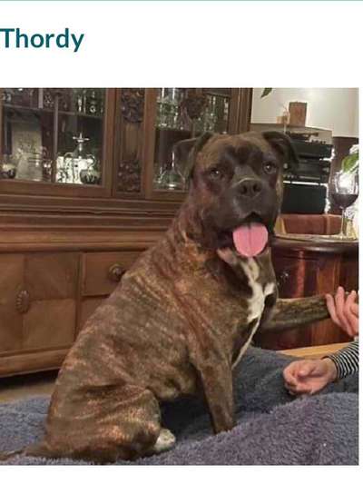 Tierschutzhunde suchen ein Zuhause-Beitrag-Bild