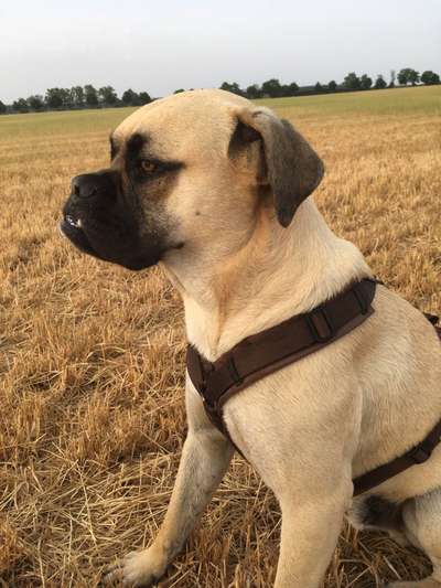 TierschutzhundeStammtisch🐕-Beitrag-Bild