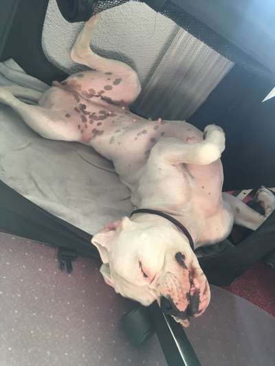 Deutsche Boxer-Beitrag-Bild