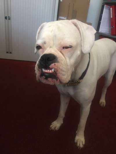 Lustigsten Grimassen von euren Hunden-Beitrag-Bild