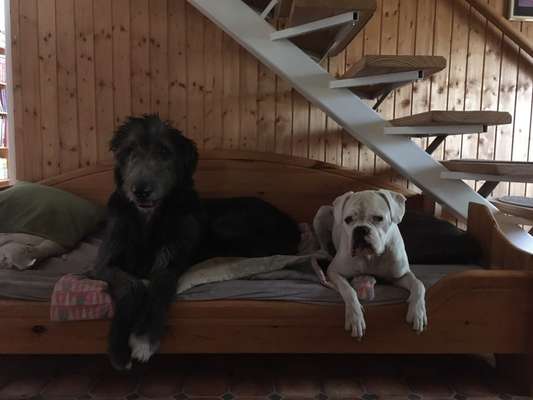 Deutsche Boxer-Beitrag-Bild