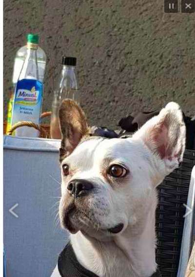 Tierschutzhunde suchen ein Zuhause-Beitrag-Bild