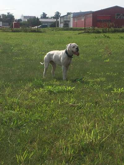 Deutsche Boxer-Beitrag-Bild