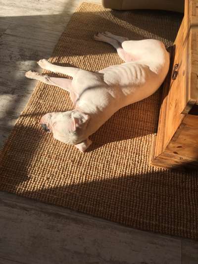 Deutsche Boxer-Beitrag-Bild