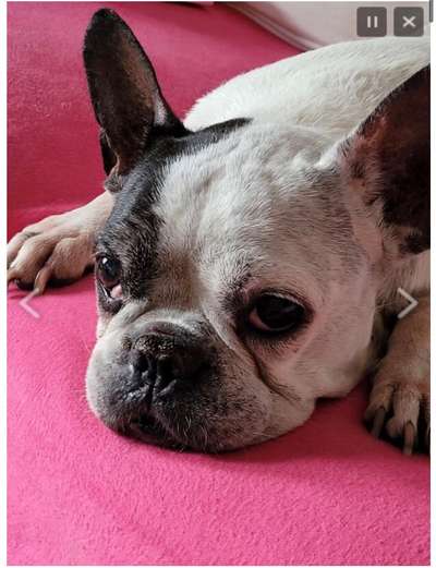 Tierschutzhunde suchen ein Zuhause-Beitrag-Bild