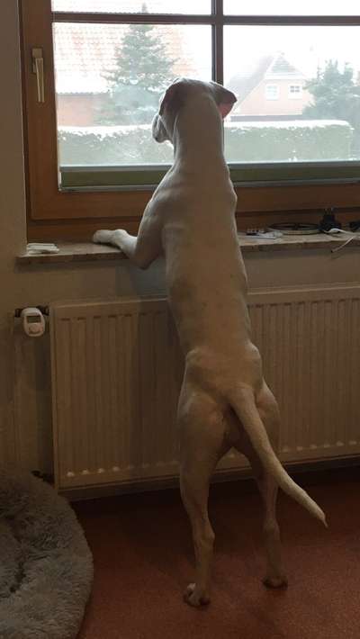 Deutsche Boxer-Beitrag-Bild