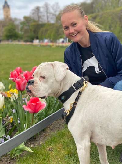 Deutsche Boxer-Beitrag-Bild