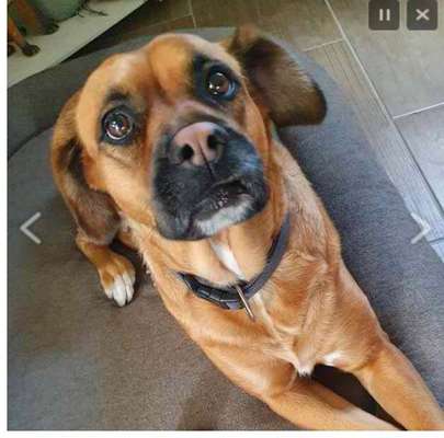 Tierschutzhunde suchen ein Zuhause-Beitrag-Bild