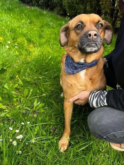 Tierschutzhunde suchen ein Zuhause-Beitrag-Bild