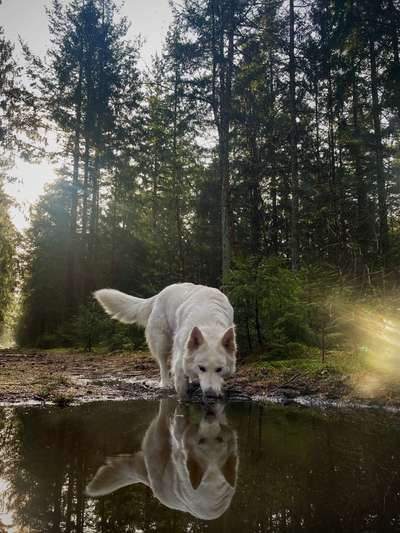 Deutsche Schäferhunde, Belgische Schäferhunde.-Beitrag-Bild