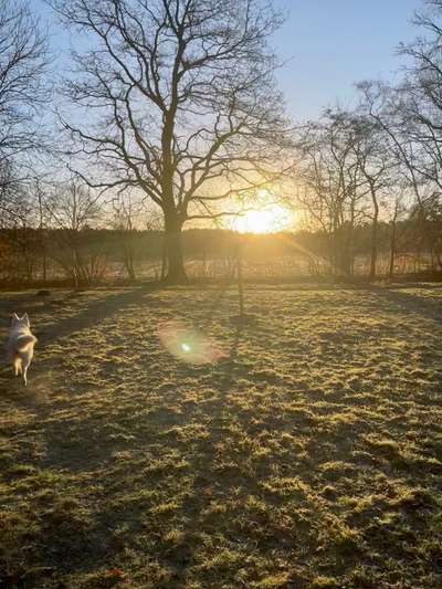 Hundeauslaufgebiet-Pfadfinder stelle-Bild