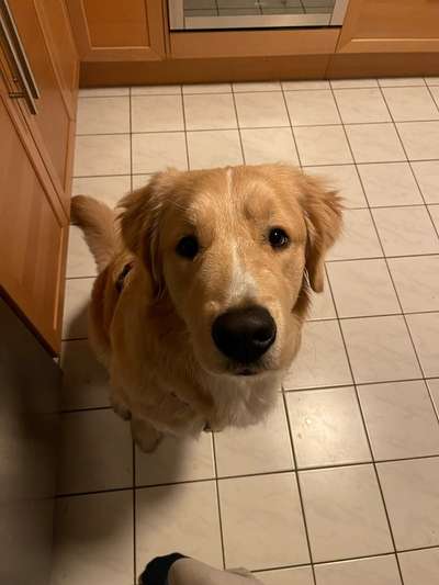 Berner Sennen-Beitrag-Bild