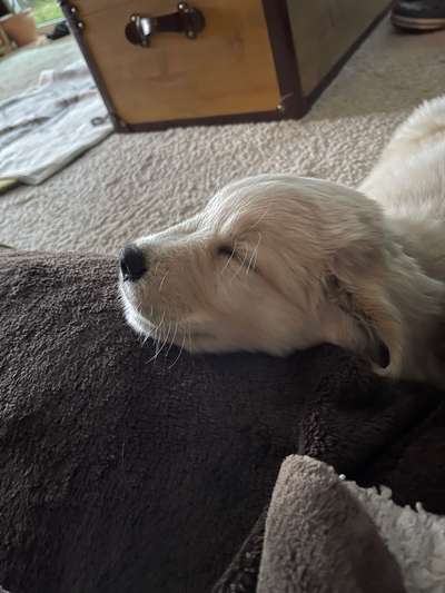 Fotochallenge NR. 123     -Karneval der Tiere--Beitrag-Bild