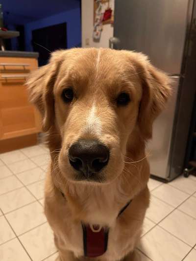 Wo sind die Golden Retriever Liebhaber?-Beitrag-Bild