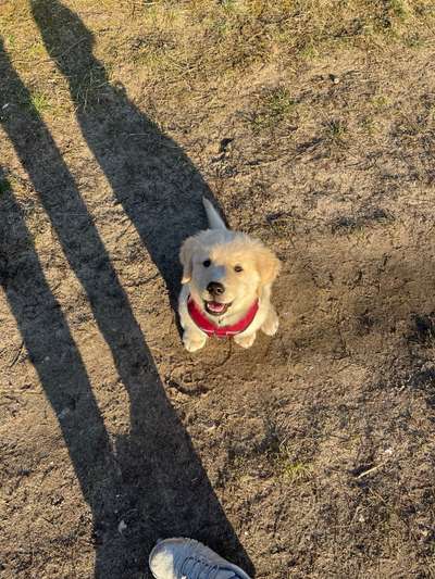 Als Welpen sind sie alle noch süßer-Beitrag-Bild