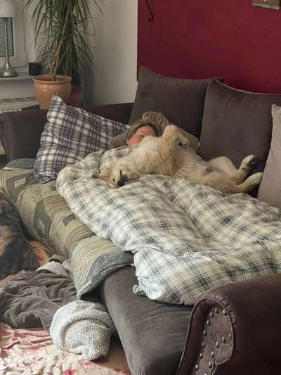 Vertrauen zwischen Hund und Halter-Beitrag-Bild