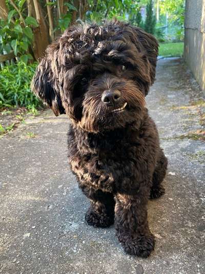 Shih Tzu von Jung bis Senioren-Beitrag-Bild