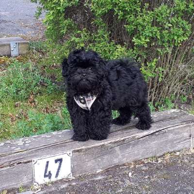 Welpen Bilder !-Beitrag-Bild