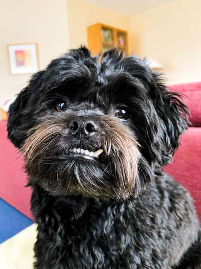 Shih Tzu von Jung bis Senioren-Beitrag-Bild