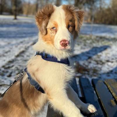 Hundetreffen-Spieltreffen und Lernpartner-Bild