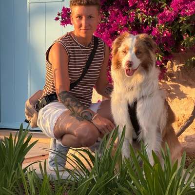Hundetreffen-Sozialwalks/Training und Spielen-Bild