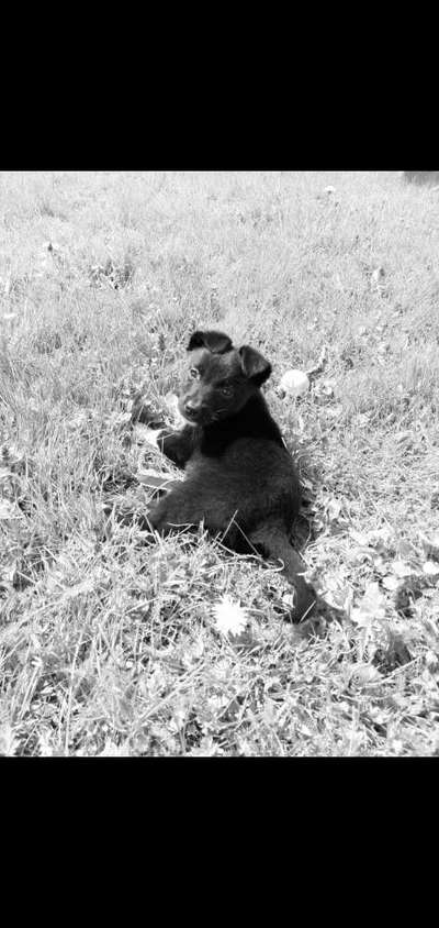 Welpen Bilder !-Beitrag-Bild