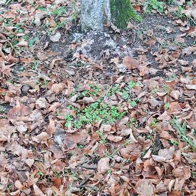 Giftköder-Weises Pulver an den Bäumen und am Boden-Bild