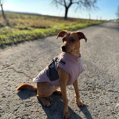 Hundetreffen-Spielkameraden gesucht 🐾-Bild
