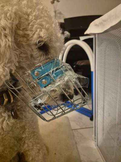 Wie sitzt mein Maulkorb / Maulkorb-Beratung-Beitrag-Bild