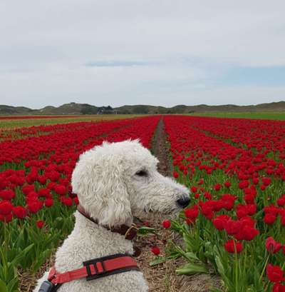 11. Farben Foto Challenge Rot-Beitrag-Bild