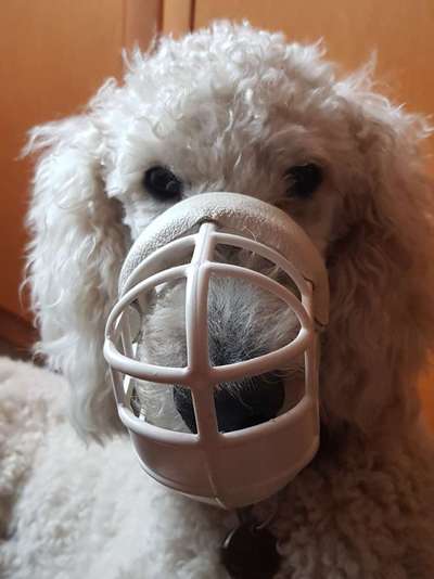 Wie sitzt mein Maulkorb / Maulkorb-Beratung-Beitrag-Bild