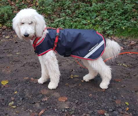 Hunde Regenmantel Erfahrungen-Beitrag-Bild