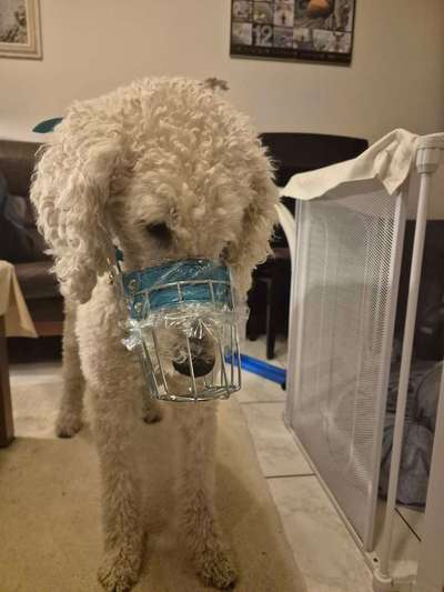 Wie sitzt mein Maulkorb / Maulkorb-Beratung-Beitrag-Bild